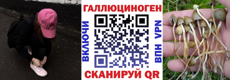 Галлюциногенные грибы Psilocybe  Цивильск 